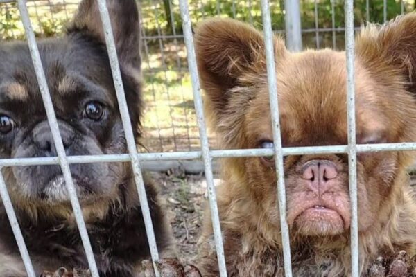 Jacksonville Animal Care Under Fire for Leaving Bulldogs in 90-Degree Heat