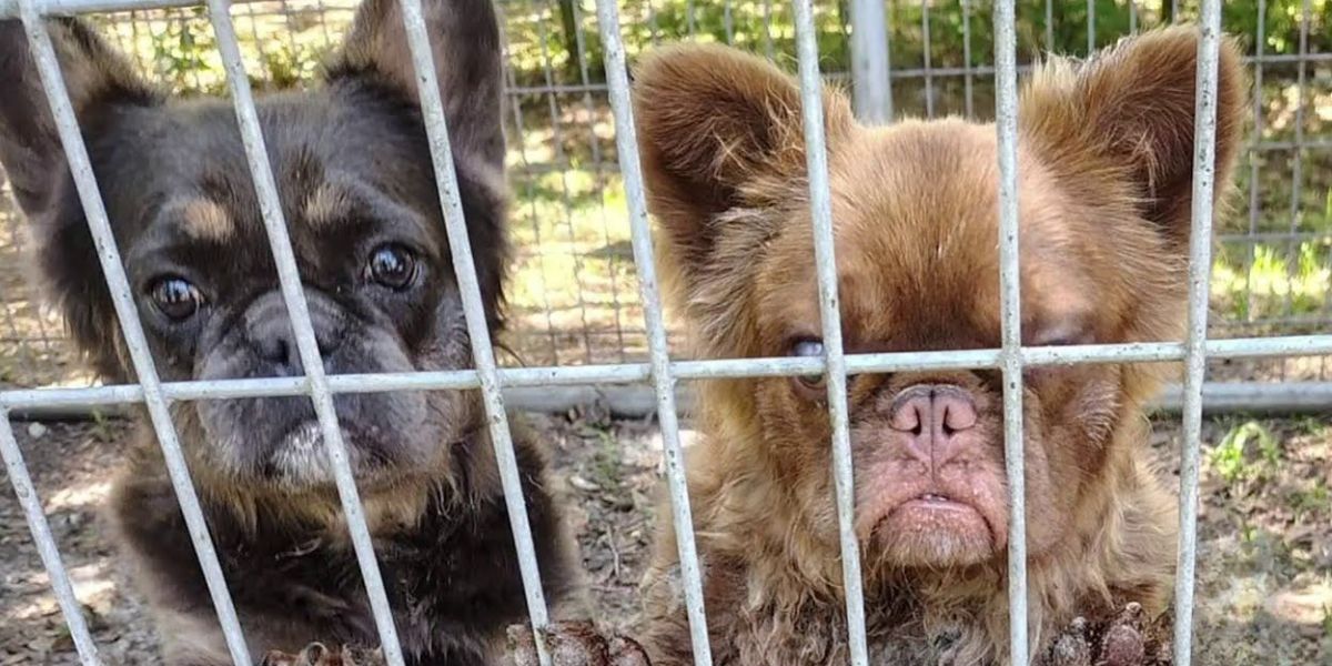 Jacksonville Animal Care Under Fire for Leaving Bulldogs in 90-Degree Heat