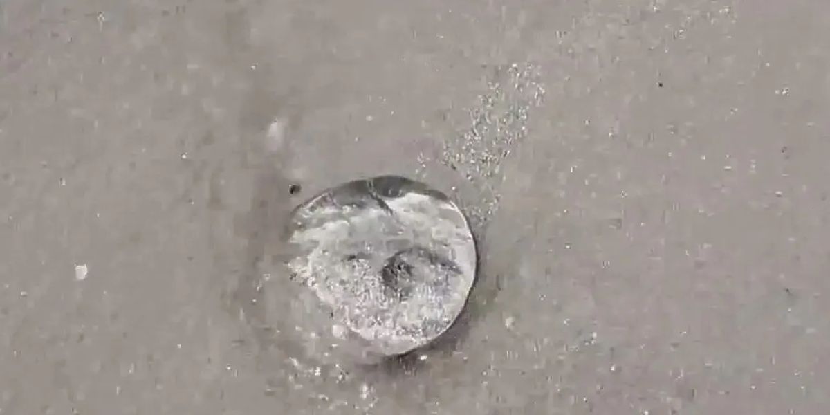 Jellyfish Swarm Florida Shore, Sting 350 as Waters Warm Over Holiday Weekend