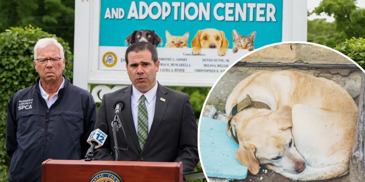Lawmakers in Nassau County Call for Harsher Consequences for Animal Abuse