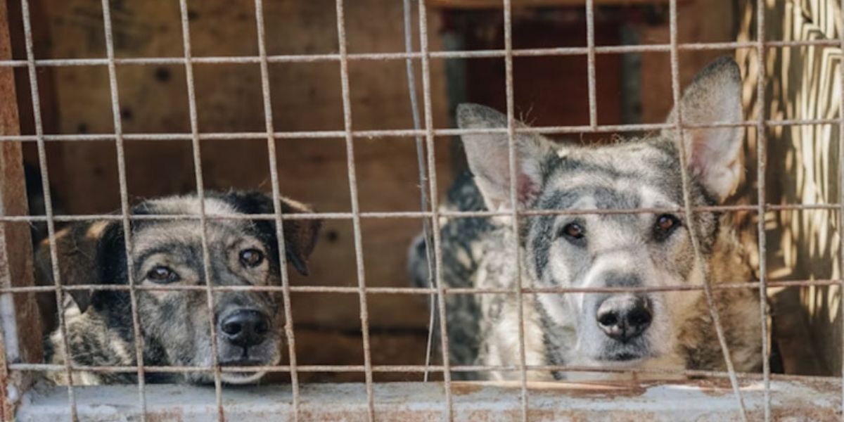 Miami-Dade Animal Services Seeks Volunteers, Foster Homes to Ease Shelter Overcrowding