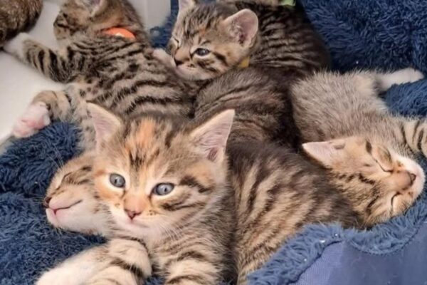 PALS No-Kill Cat Shelter Faces Closure, 100 Cats at Risk of Losing Home