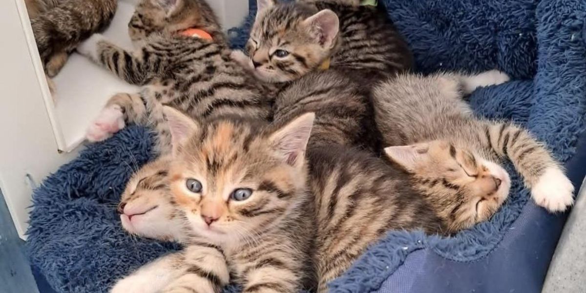 PALS No-Kill Cat Shelter Faces Closure, 100 Cats at Risk of Losing Home