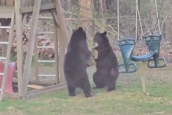 Playful bears spotted on swing set and slide in Connecticut neighborhood Playful bears spotted on swing set and slide in Connecticut neighborhood