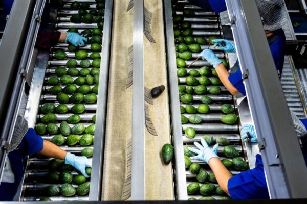 Report USDA Inspector Shortage Puts California Avocados at Risk