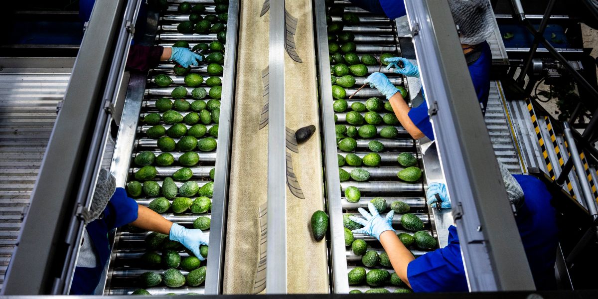 Report USDA Inspector Shortage Puts California Avocados at Risk