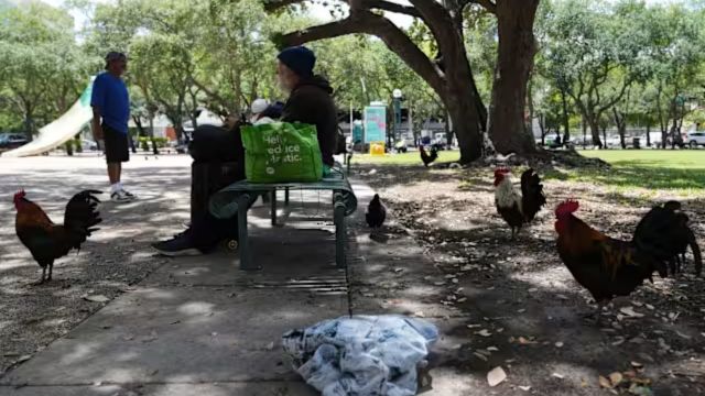 Roaming Chickens Take Over Miami Streets, Spark Cultural Conversation