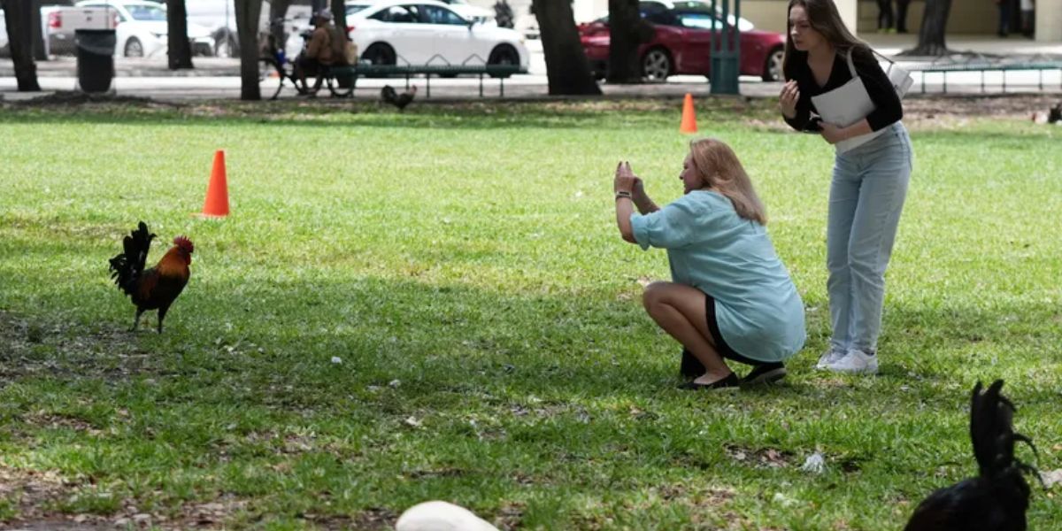 Roaming Chickens Take Over Miami Streets, Spark Cultural Conversation