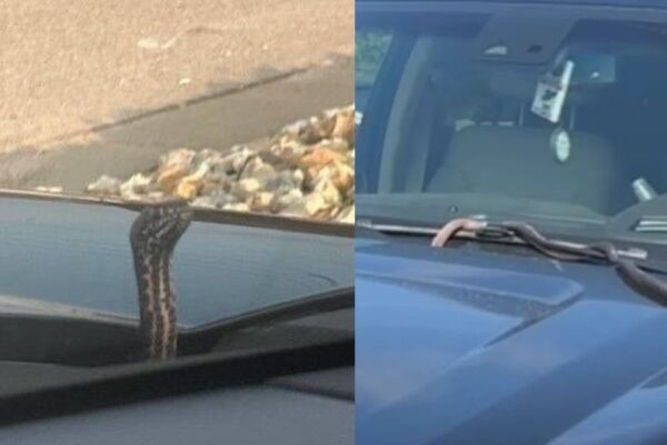 Snake Spotted Crawling From Hood of Woman’s Car in Missouri