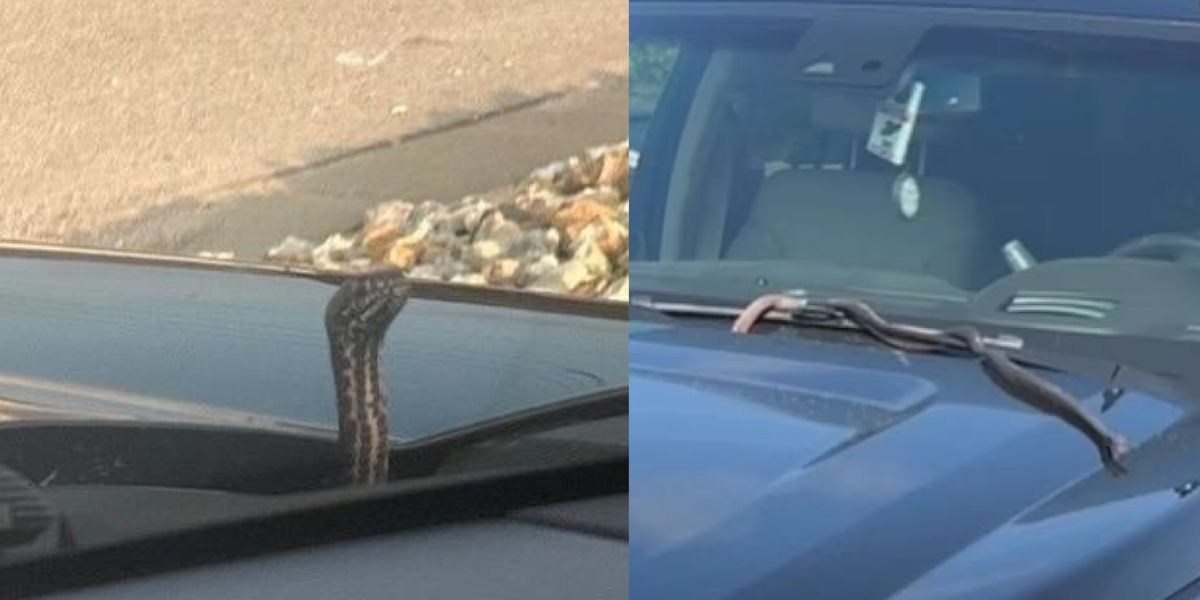 Snake Spotted Crawling From Hood of Woman’s Car in Missouri