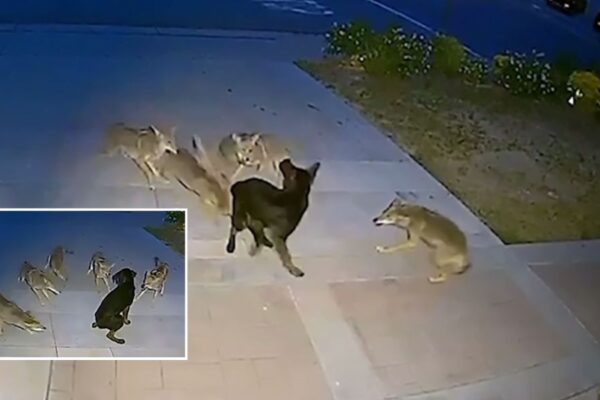 Southern California Dog Confronts Pack of Coyotes in Front Yard