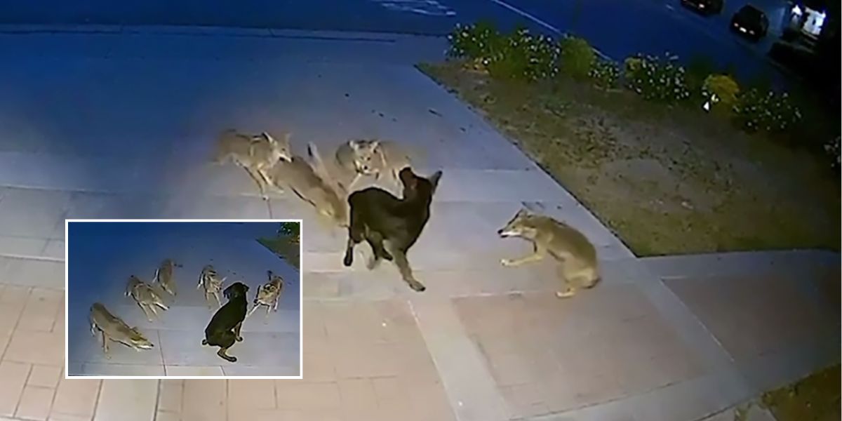 Southern California Dog Confronts Pack of Coyotes in Front Yard