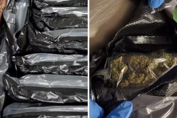 St. Louis Airport Bust Woman Found With More Than 40 Pounds of Marijuana in Suitcases