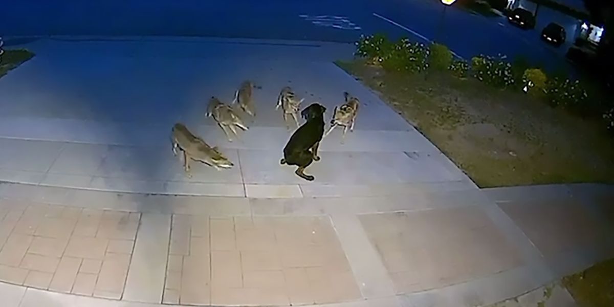 Street dog survives Coyote ambush in Orange County; Up for adoption after ordeal (1)