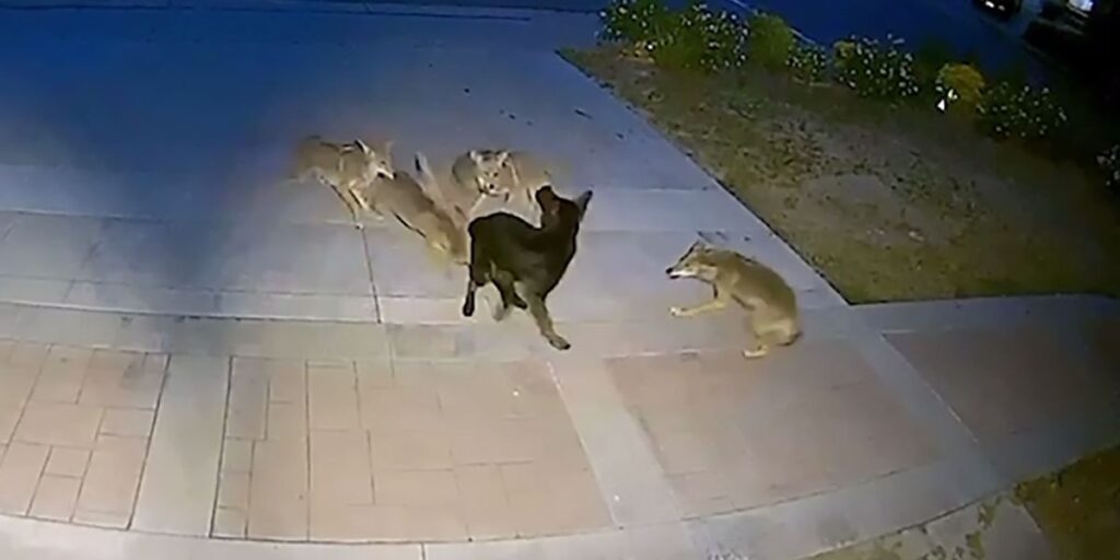 Street dog survives Coyote ambush in Orange County; Up for adoption after ordeal (1)