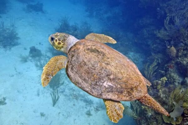 Texas man accused of selling Sea Turtle Skin Boots faces 20 years