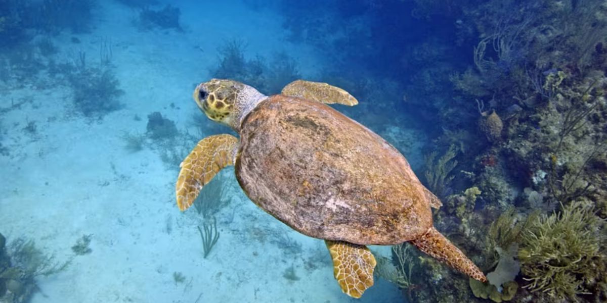 Texas man accused of selling Sea Turtle Skin Boots faces 20 years