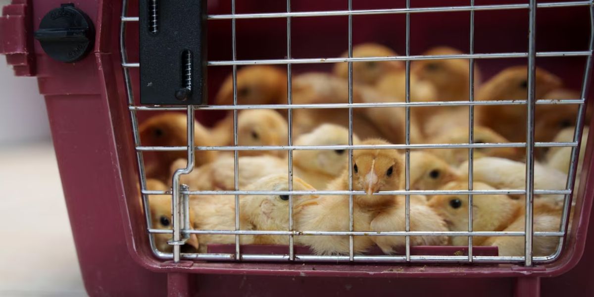 Thousands of Abandoned Chicks in USPS Truck Have Found New Homes