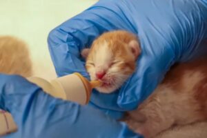 Two Zip-Tied Kittens Rescued in Rancho Santa Fe, Two Others Found Dead
