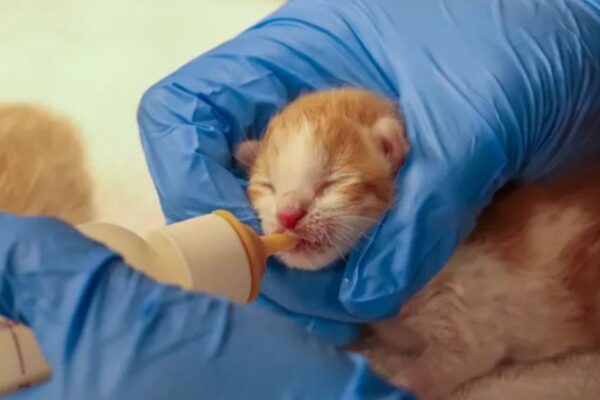Two Zip-Tied Kittens Rescued in Rancho Santa Fe, Two Others Found Dead