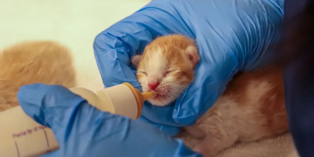 Two Zip-Tied Kittens Rescued in Rancho Santa Fe, Two Others Found Dead