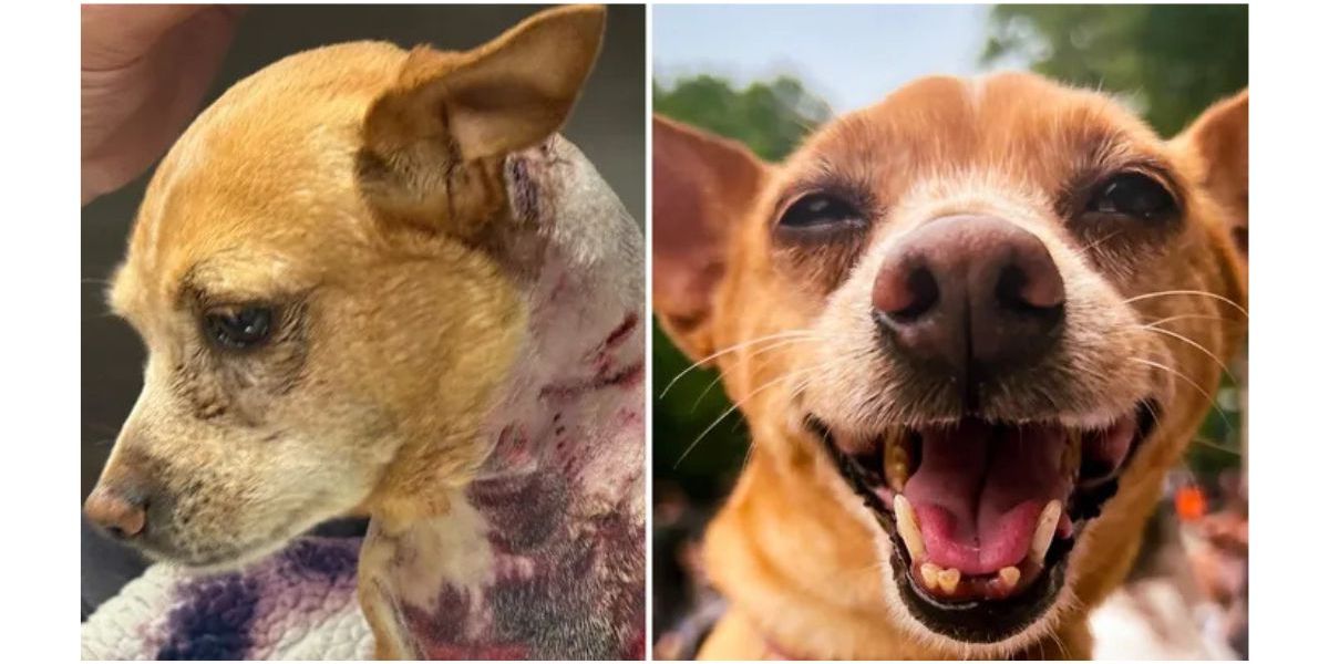 Upper West Side dog attack leaves little dog severely injured, owner demands justice