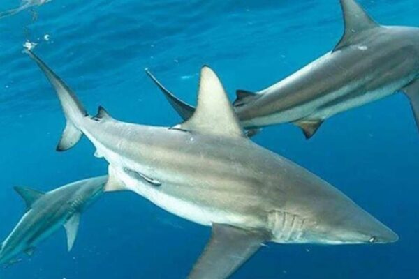 2 Divers Who Freed 19 Sharks Off Florida Coast Get Presidential Pardons