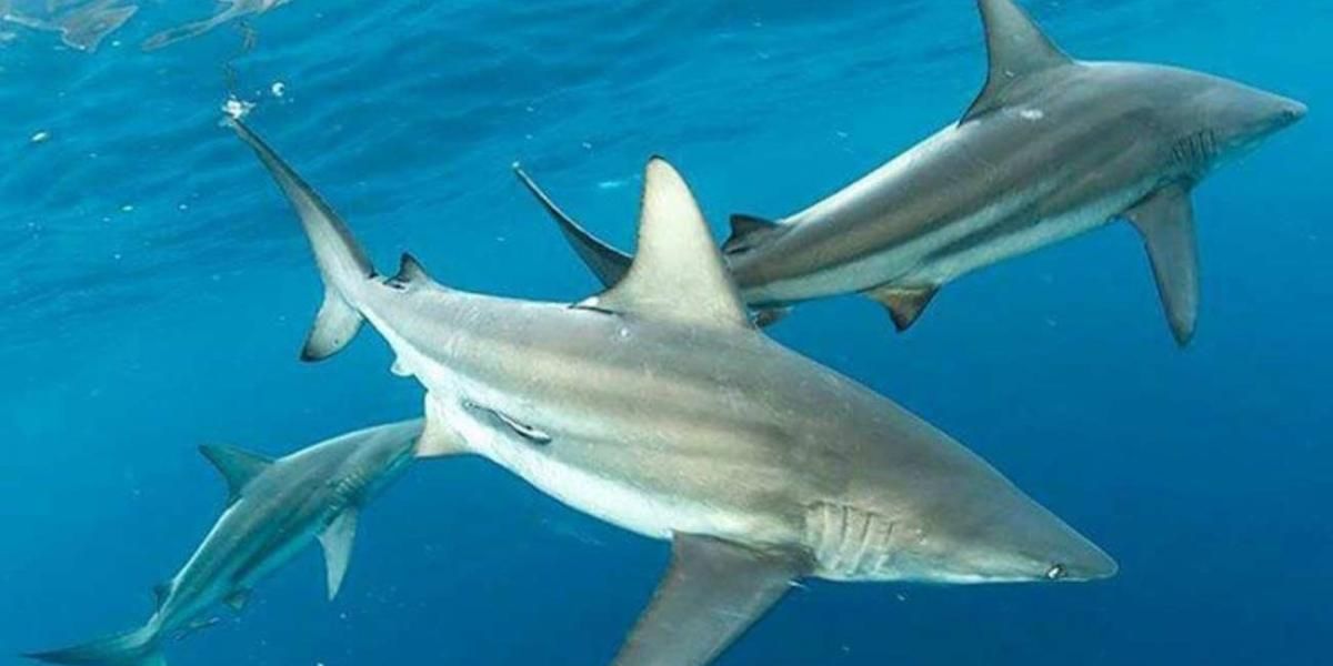 2 Divers Who Freed 19 Sharks Off Florida Coast Get Presidential Pardons