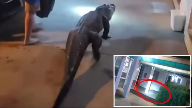 6-Foot Alligator Escapes En Route to Zoo, Found at Virginia Motel