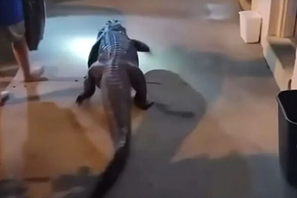 6-Foot Alligator Escapes En Route to Zoo, Found at Virginia Motel