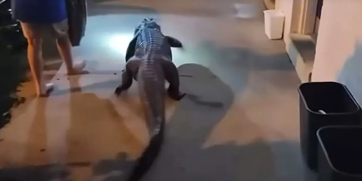 6-Foot Alligator Escapes En Route to Zoo, Found at Virginia Motel