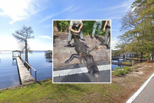 Alligator Bites 12-Year-Old Girl in North Carolina Lake, Officials Say