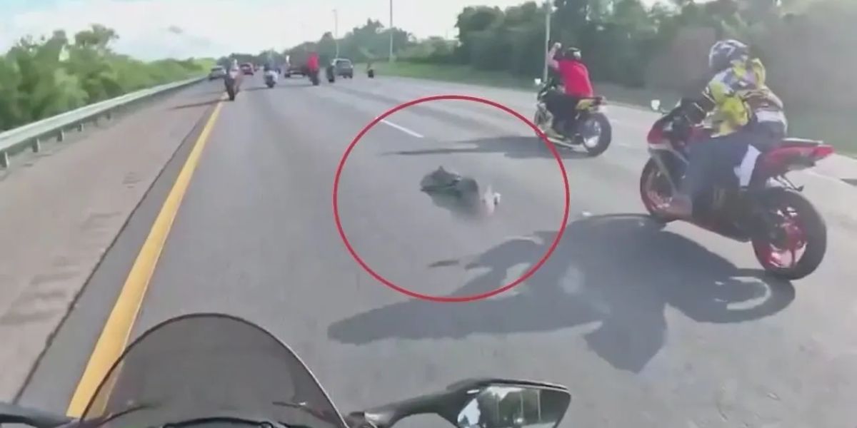 Alligator caused crash in Orange City; 2 rushed to hospital