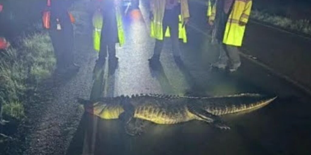 Alligator caused crash in Orange City; 2 rushed to hospital (1)