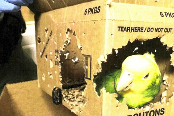 Authorities Find Parrots in Box, Charge Man with Exotic Bird Smuggling at Border