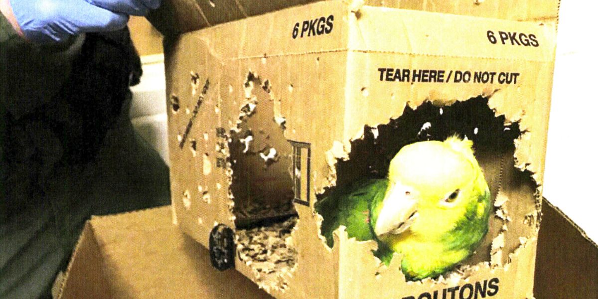 Authorities Find Parrots in Box, Charge Man with Exotic Bird Smuggling at Border