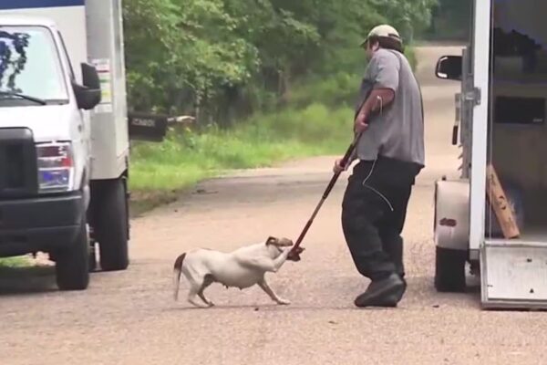 Authorities Say 15-Year-Old Killed by Dogs She Was Assisting With