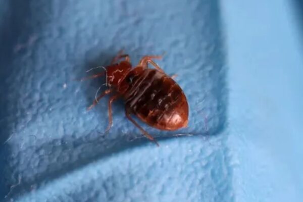 Bed Bug Lawsuit Results in $2 Million Payout for California Hotel Guests