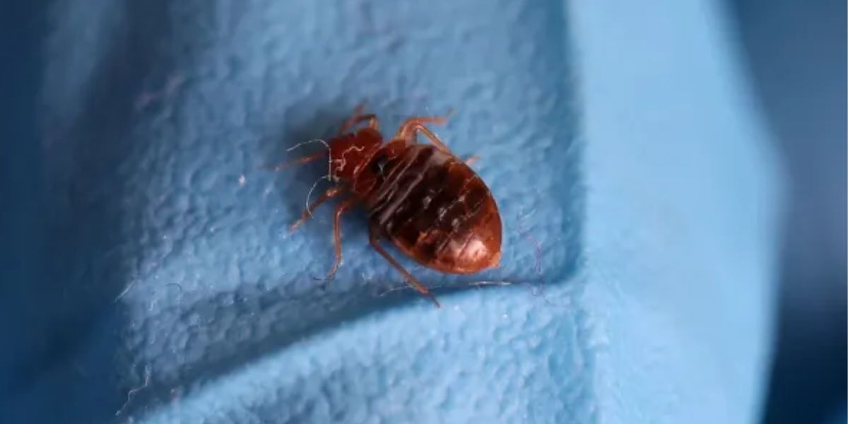 Bed Bug Lawsuit Results in $2 Million Payout for California Hotel Guests