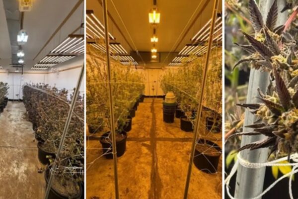 Bronx grow house busted during meter repossession; 350 pounds of illegal weed seized