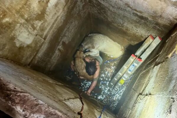 California Teen Saved by Rescue Team After Attempting to Retrieve Dogs From Well