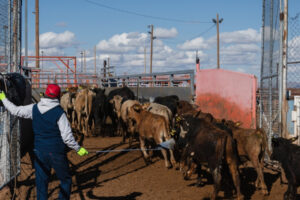 Cattle Sector Sounds Alarm Over Parasite With $11 Billion Economic Risk