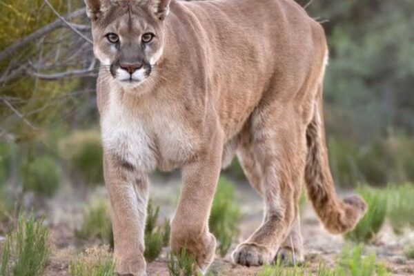 Cougar fatally shot after repeated attacks on dog and owner in Arizona