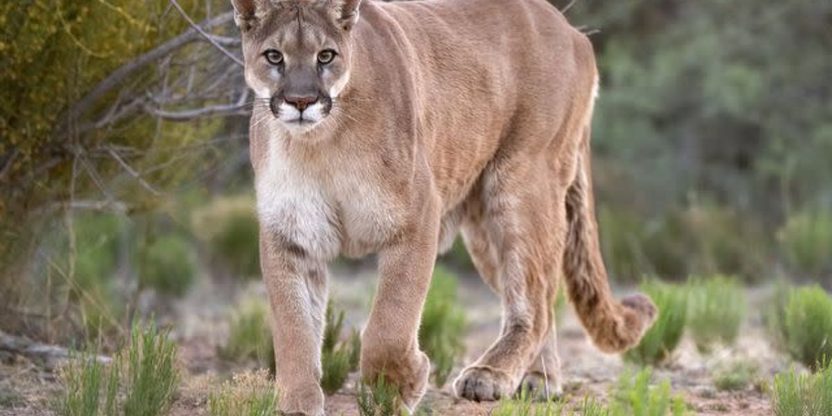 Cougar fatally shot after repeated attacks on dog and owner in Arizona