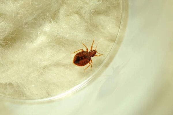Dallas-Fort Worth Among Top 5 Worst U.S. Cities for Bed Bug Infestations