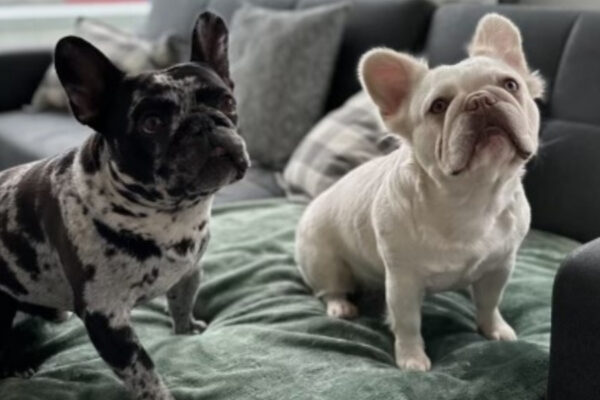Dognapping Duo Targets NYC Home, Steals French Bulldogs in Violent Heist
