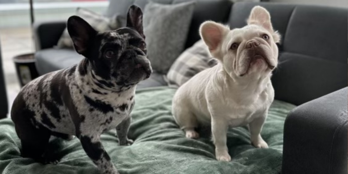 Dognapping Duo Targets NYC Home, Steals French Bulldogs in Violent Heist