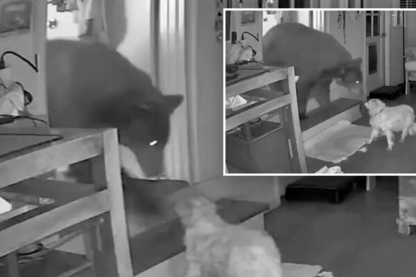 Elderly Dog Confronts Wild Bear Inside Home as Owner Sleeps Through Incident