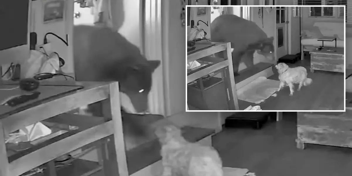 Elderly Dog Confronts Wild Bear Inside Home as Owner Sleeps Through Incident