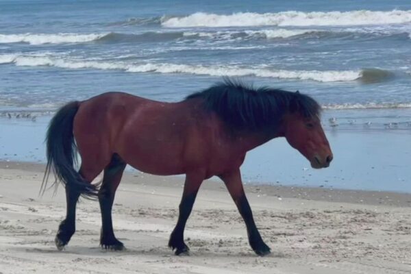 Endangered Horse Struck and Killed by Suspected Drunk Driver on Beach
